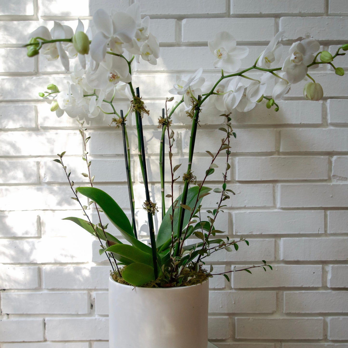 Orquídea Cuatro Vara Phalaenopsis