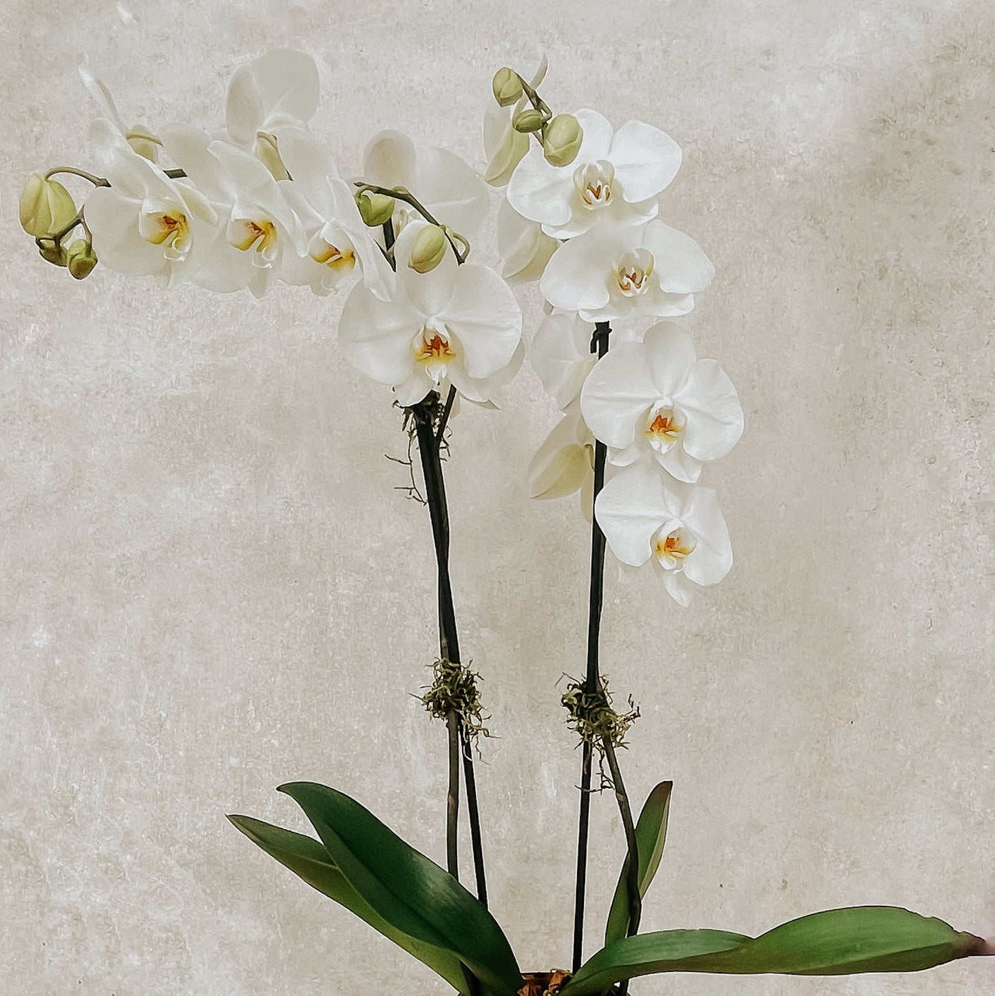Orquídea Doble Vara Phalaenopsis