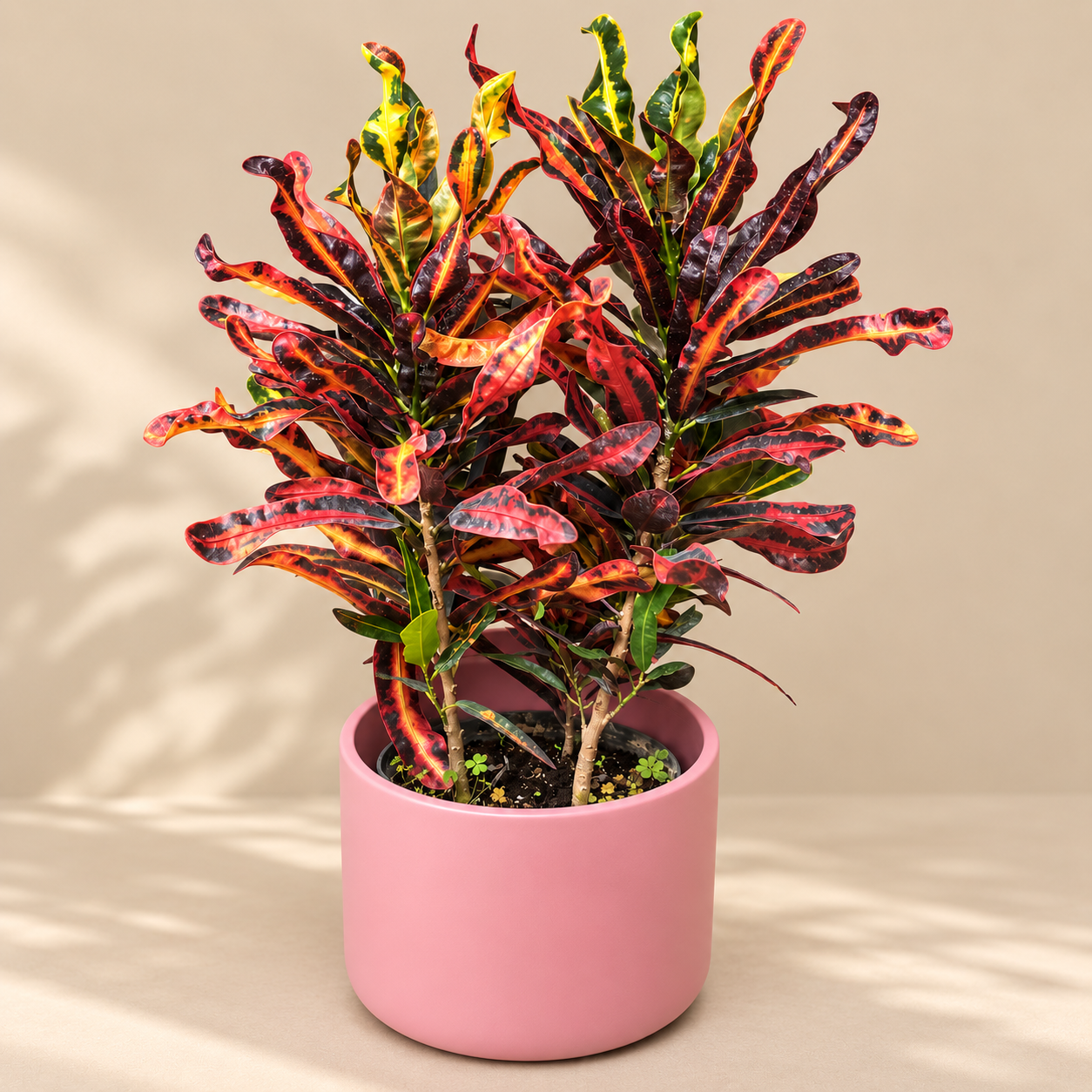 Croton
