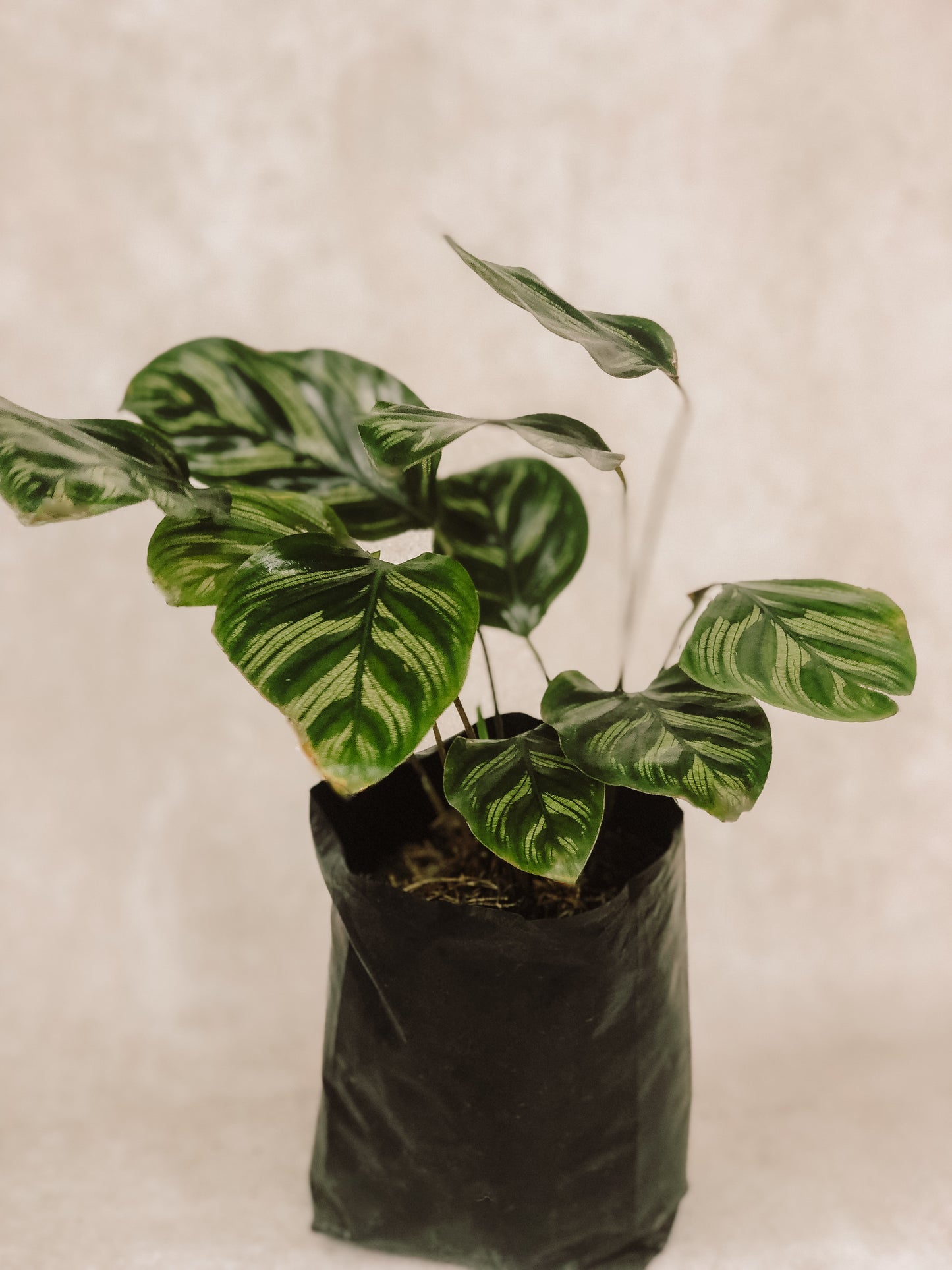 CALATHEA MULTI CINTA