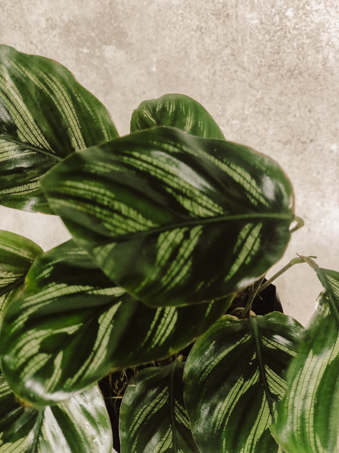CALATHEA MULTI CINTA