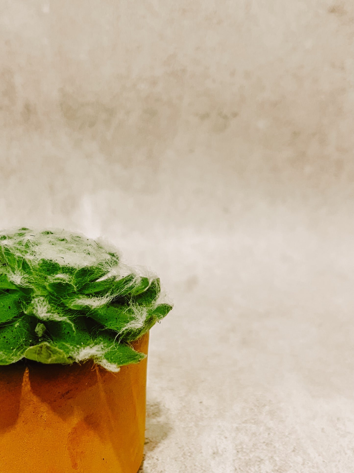 Suculenta con Maceta NO.1