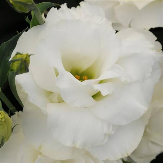 ARREGLO - LISIANTHUS
