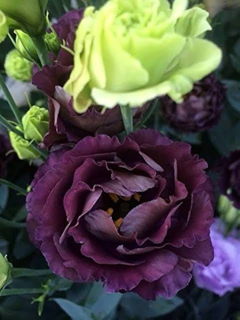 ARREGLO - LISIANTHUS