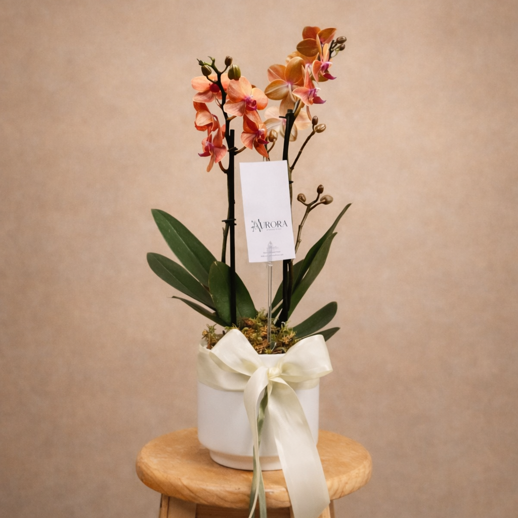 Elegancia Natural - Orquídea Multiflora