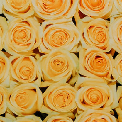 TOTALLY ROSES WITH ORCHID · ROUND BOX