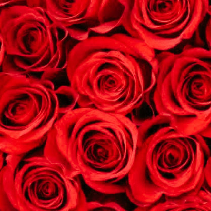 TOTALLY ROSES WITH ORCHID · ROUND BOX