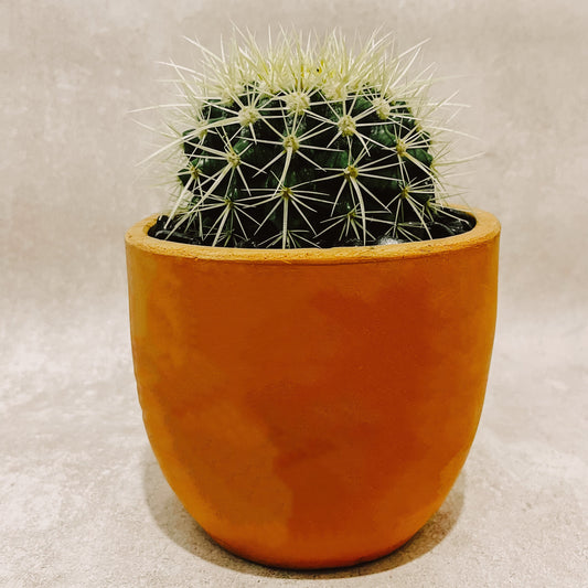 Cactus Grusoni 