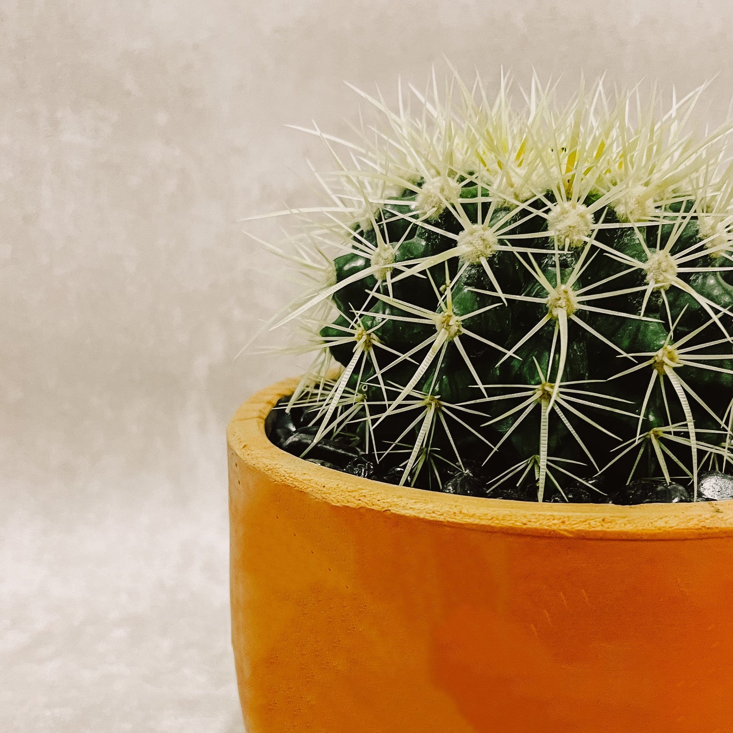 Cactus Grusoni en Maceta 