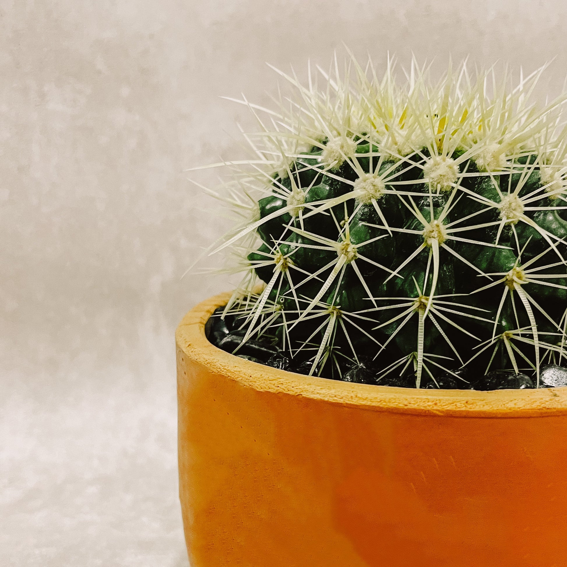 Cactus Grusoni en Maceta 