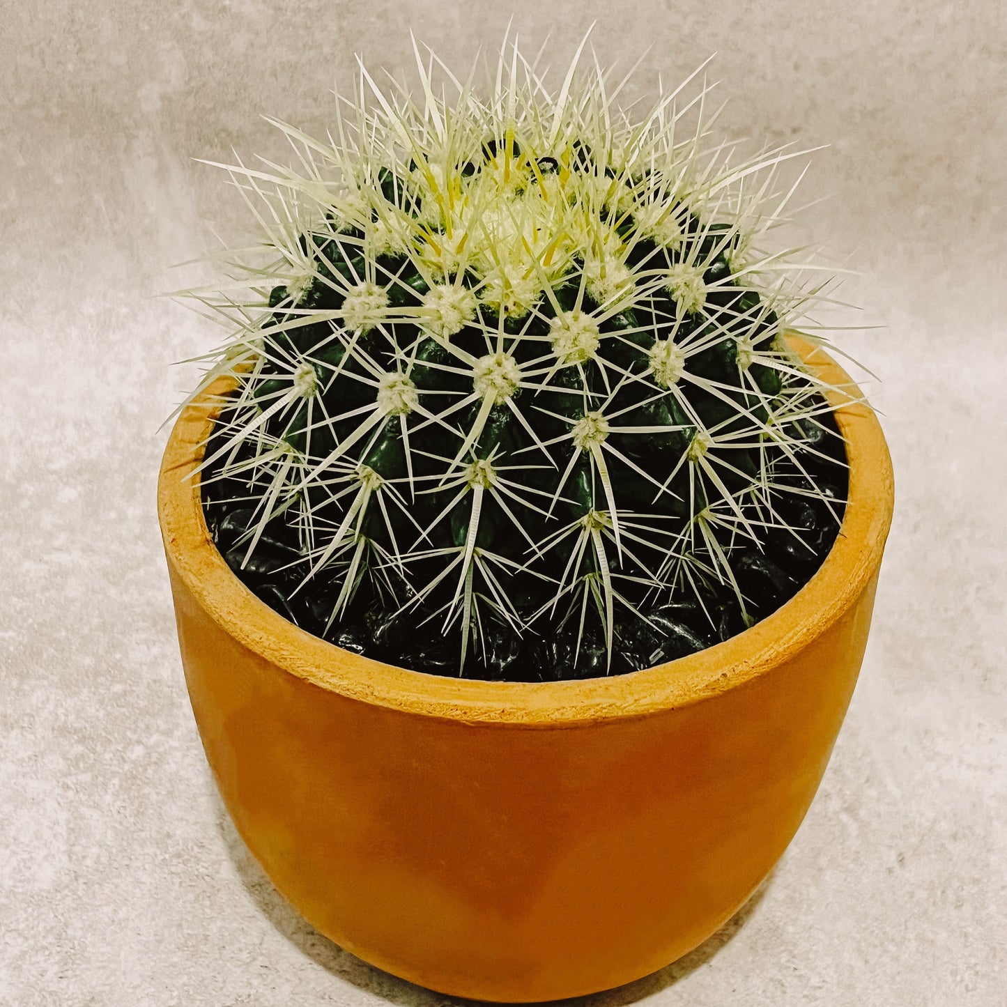 Cactus Grusoni en Maceta