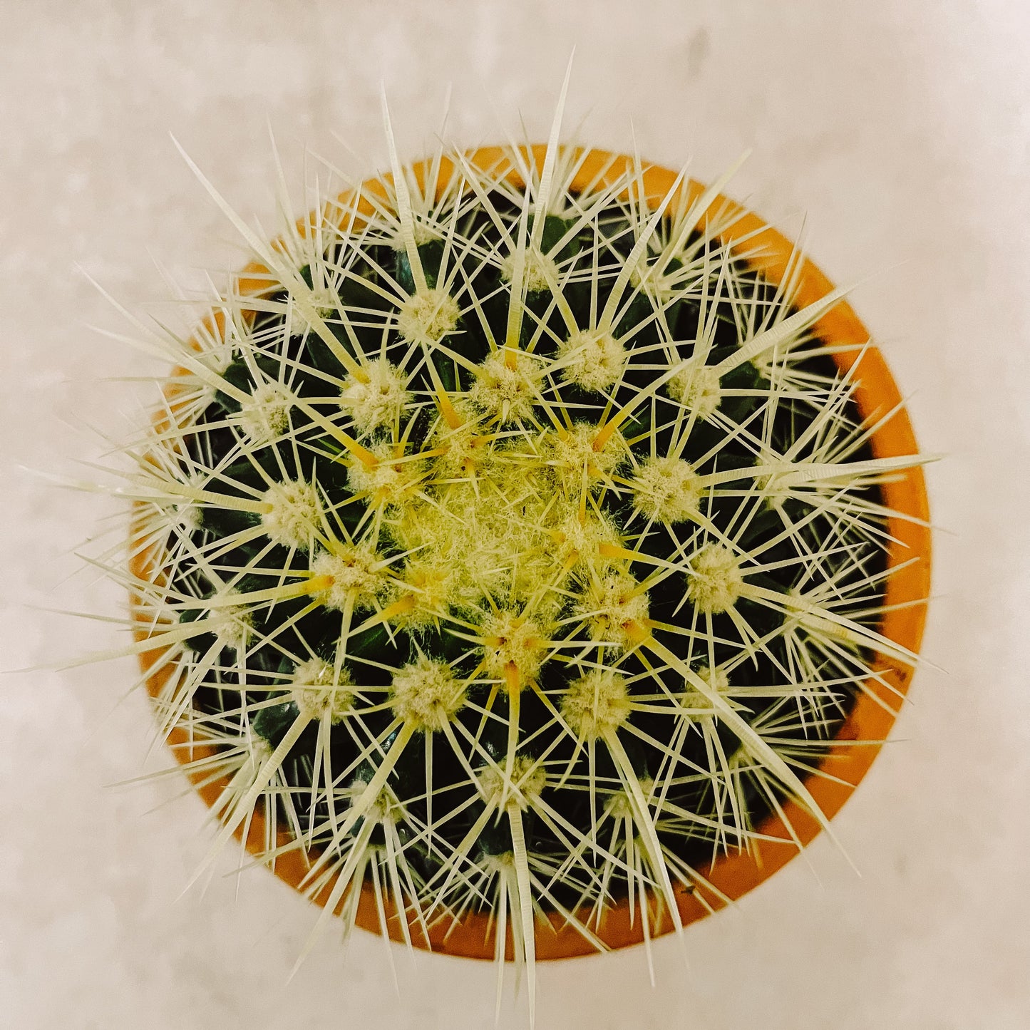 Cactus Grusoni en Maceta
