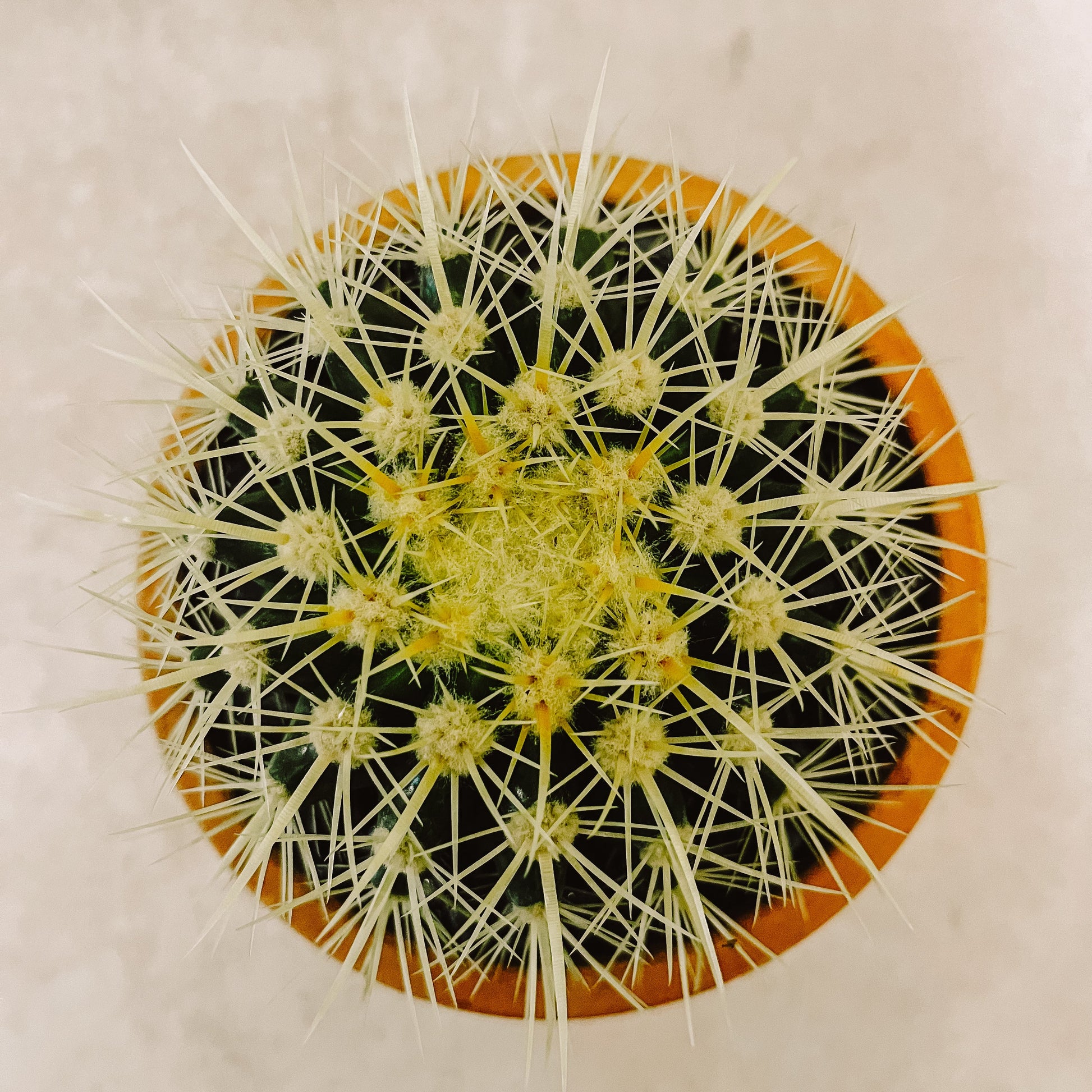 Cactus Grusoni en Maceta