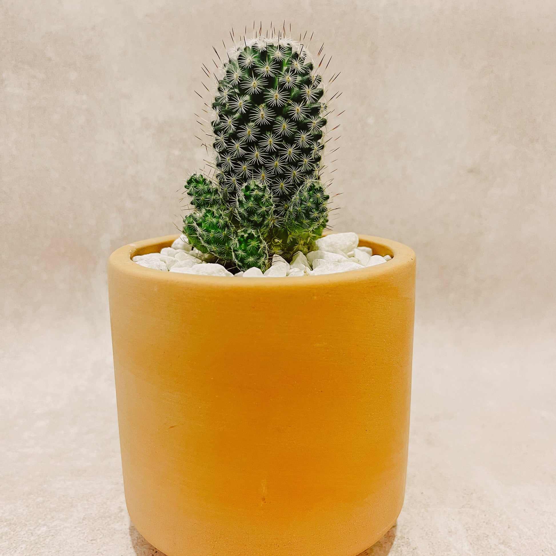 Maceta Cactus columnar 