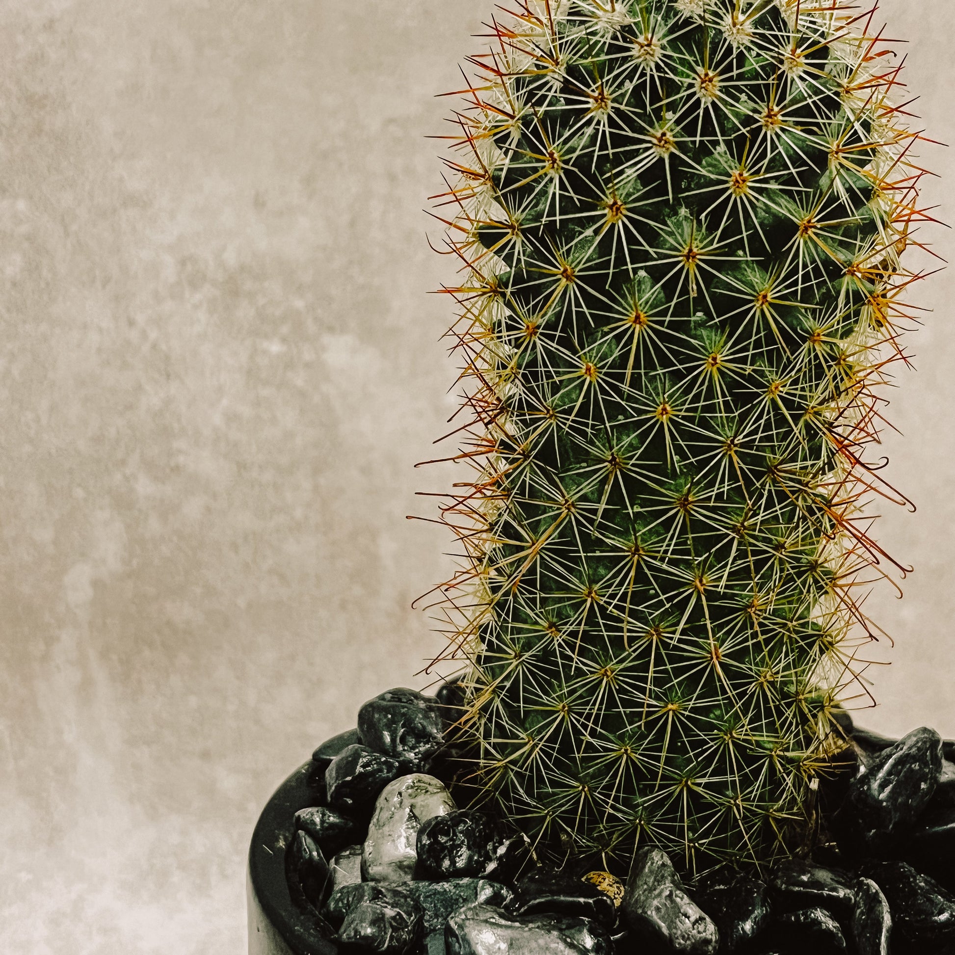 Cactus columnar maceta negro