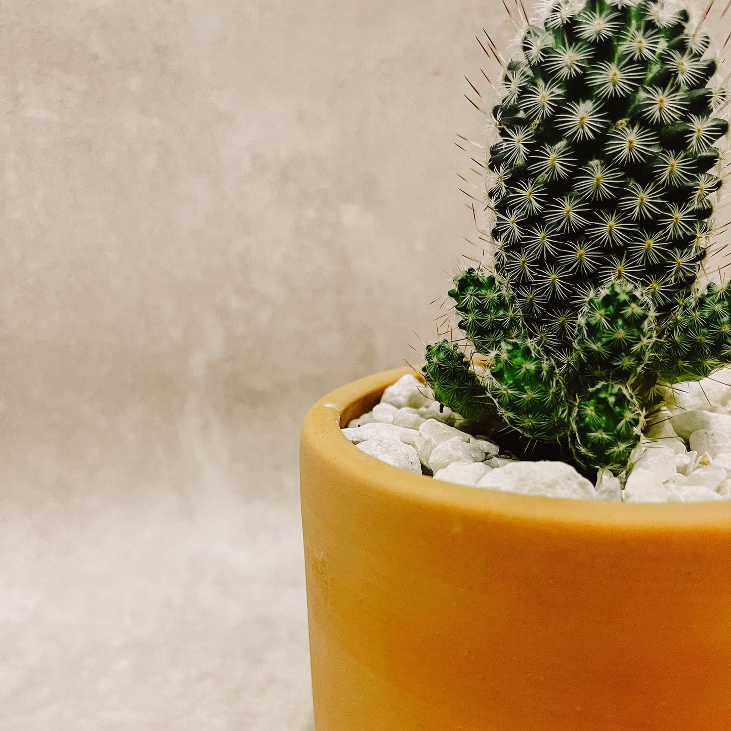 Maceta Cactus columnar 