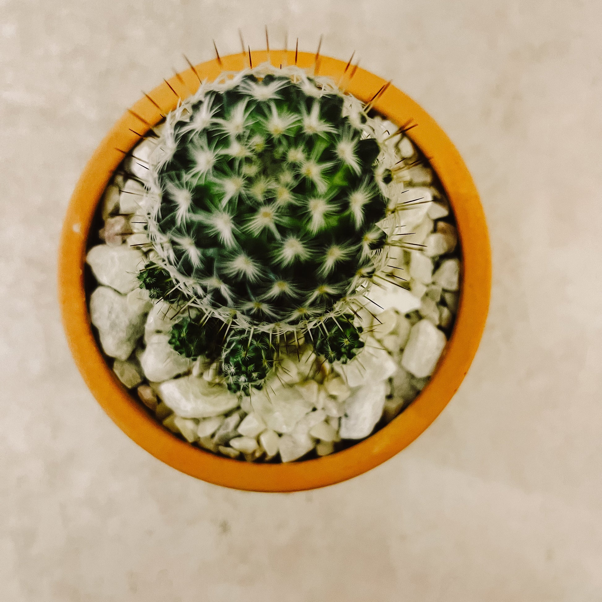 maceta Cactus columnar 