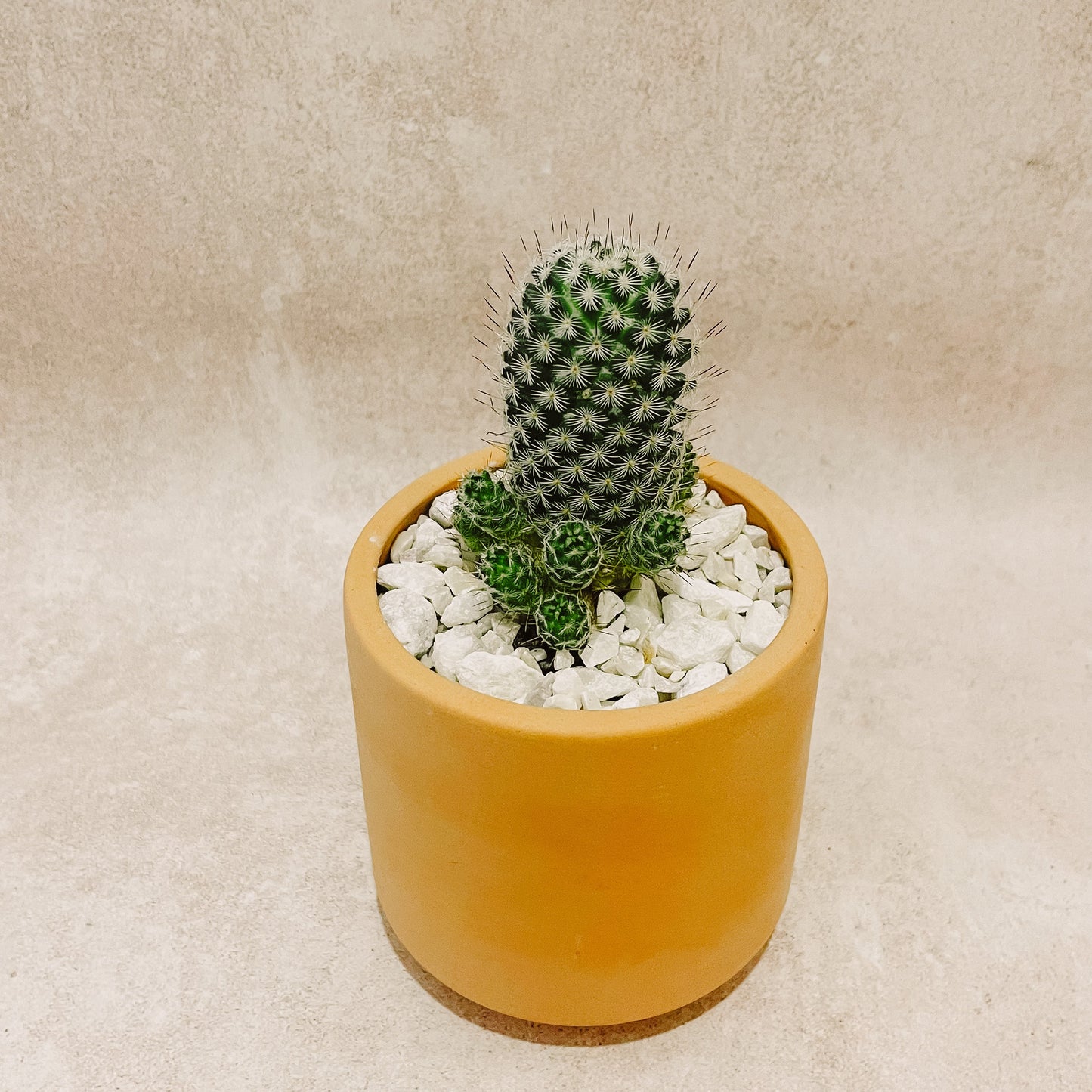 maceta Cactus columnar 