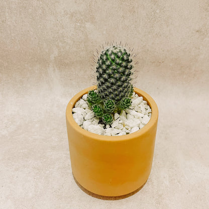 maceta Cactus columnar 