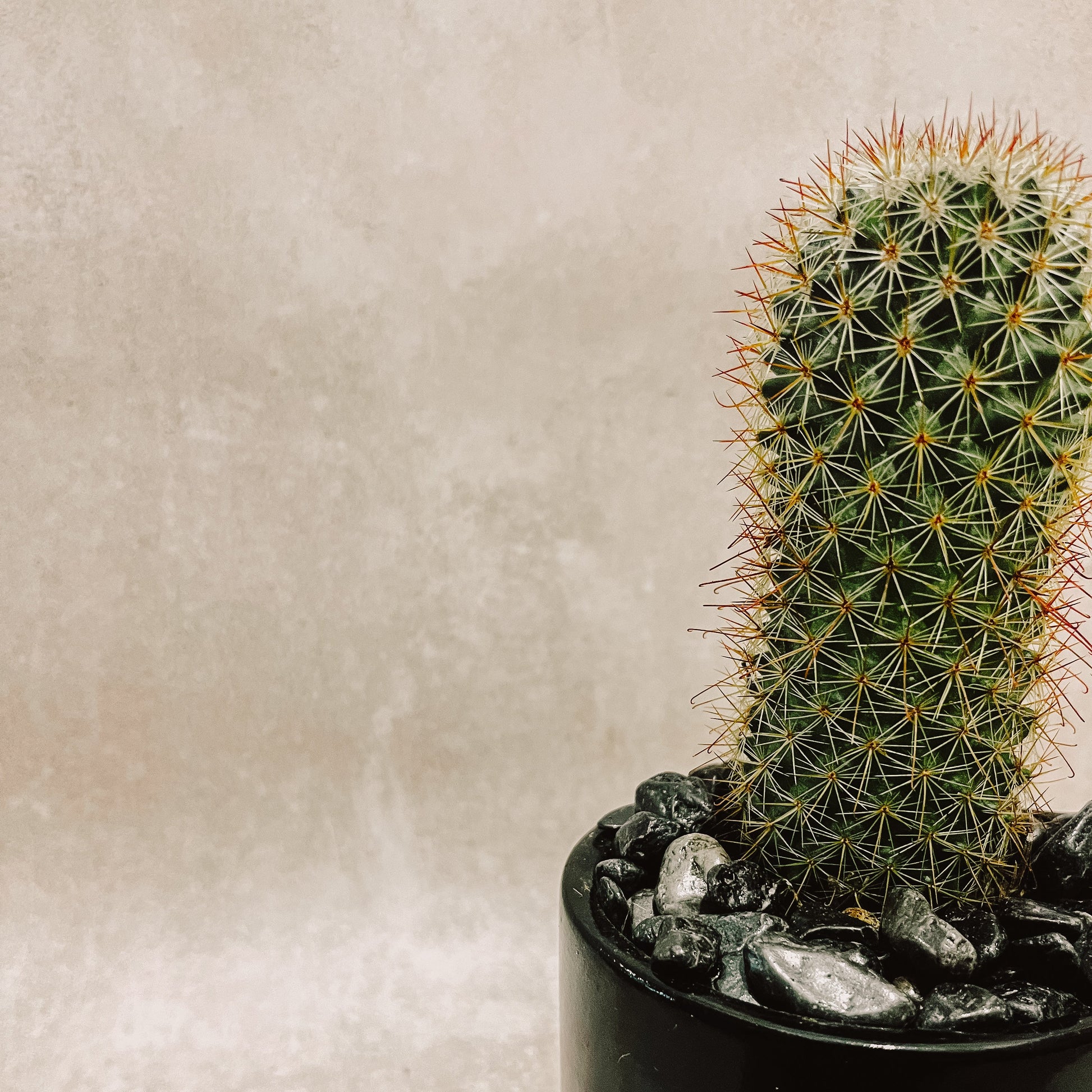 Cactus columnar maceta negra 1