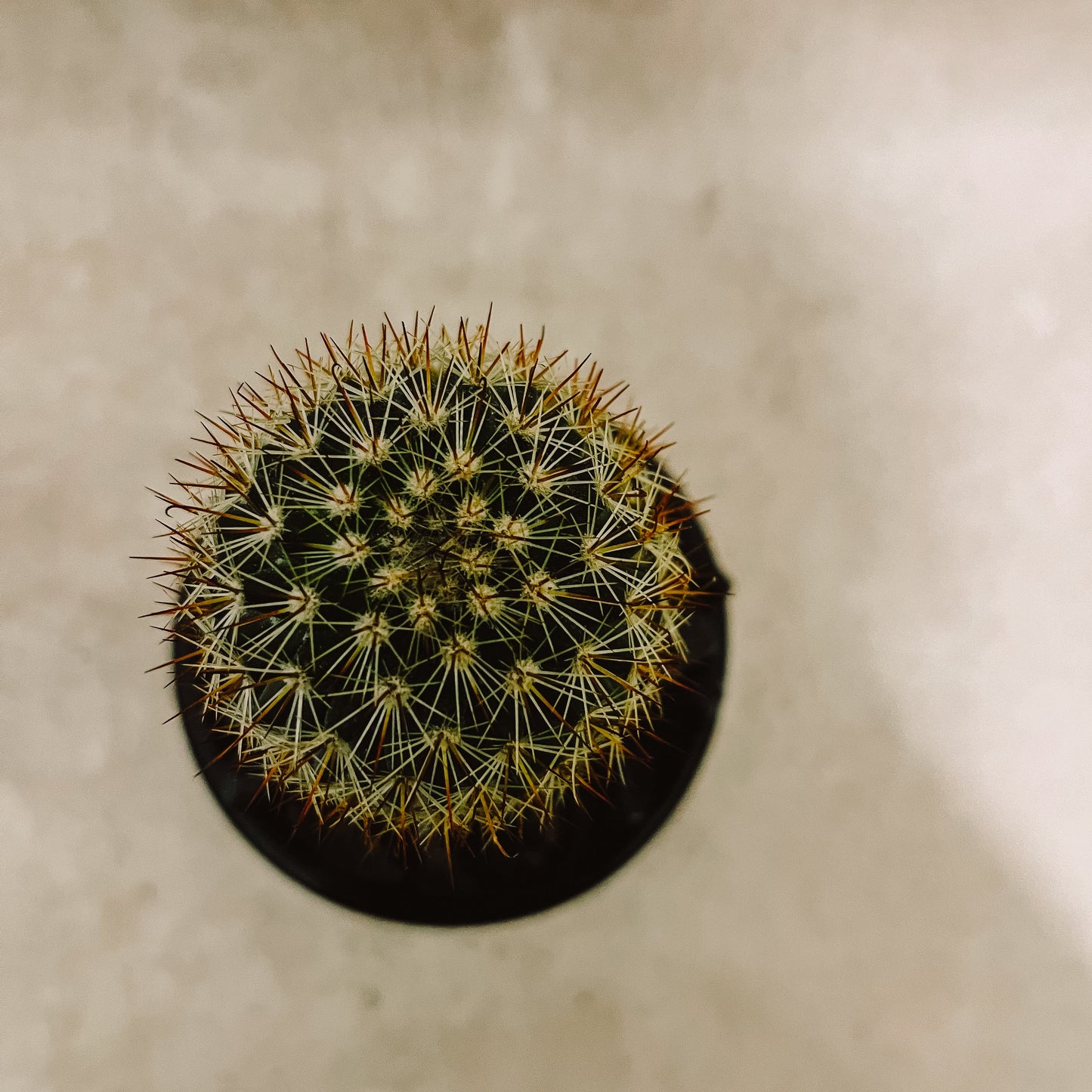 Cactus columnar maceta negra 2