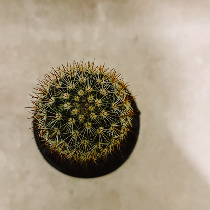 Cactus columnar maceta negra 2