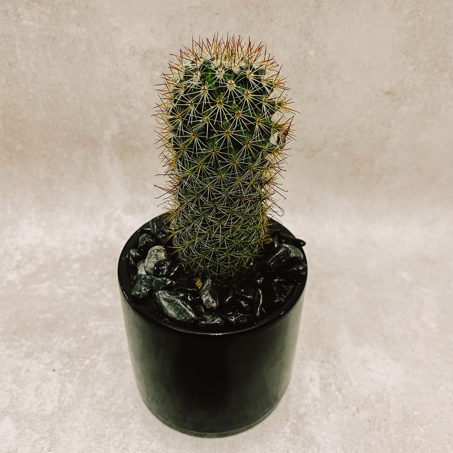 Cactus columnar  maceta negra