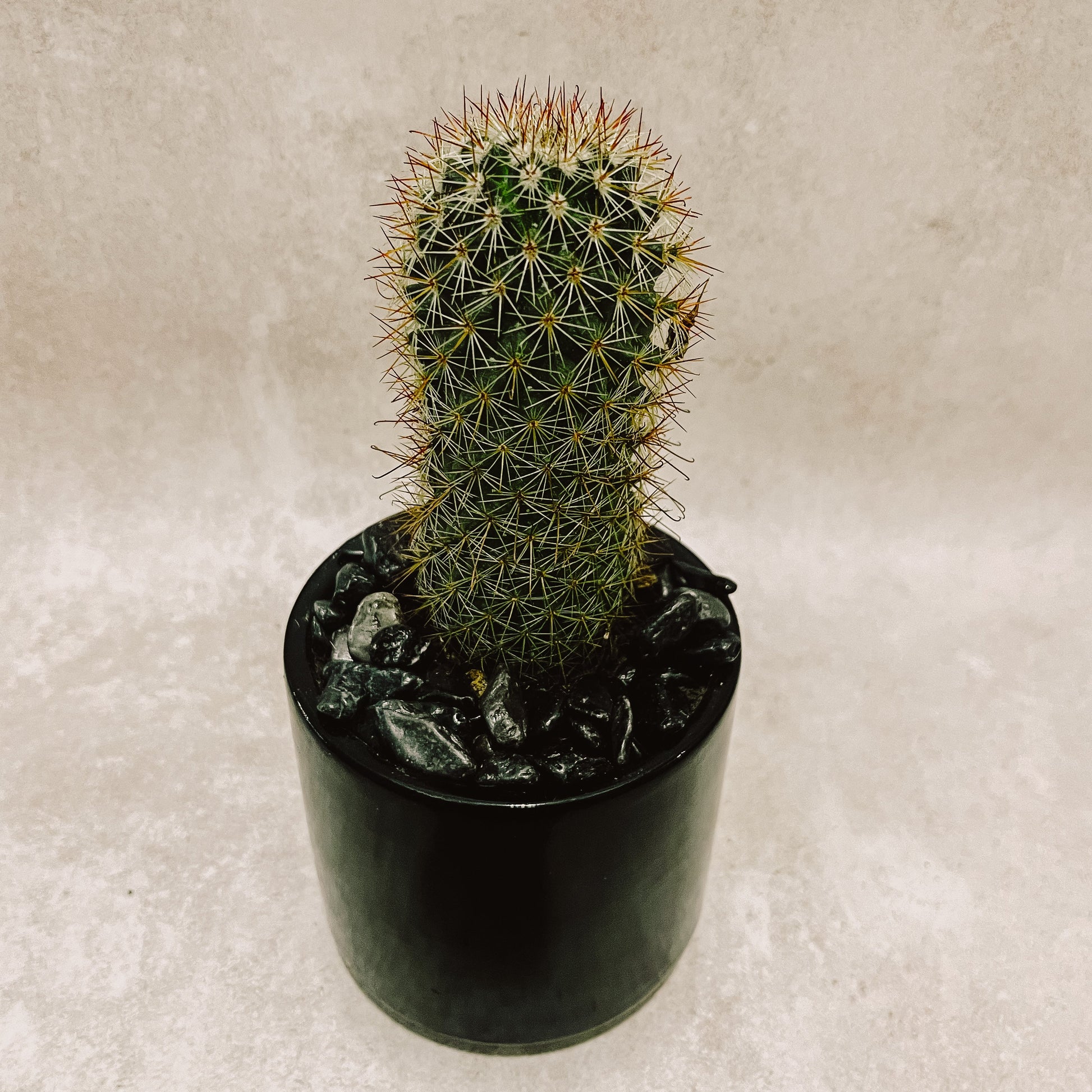 Cactus columnar  maceta negra
