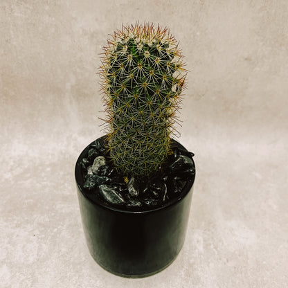 Cactus columnar  maceta negra