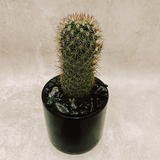 Cactus columnar  maceta negra
