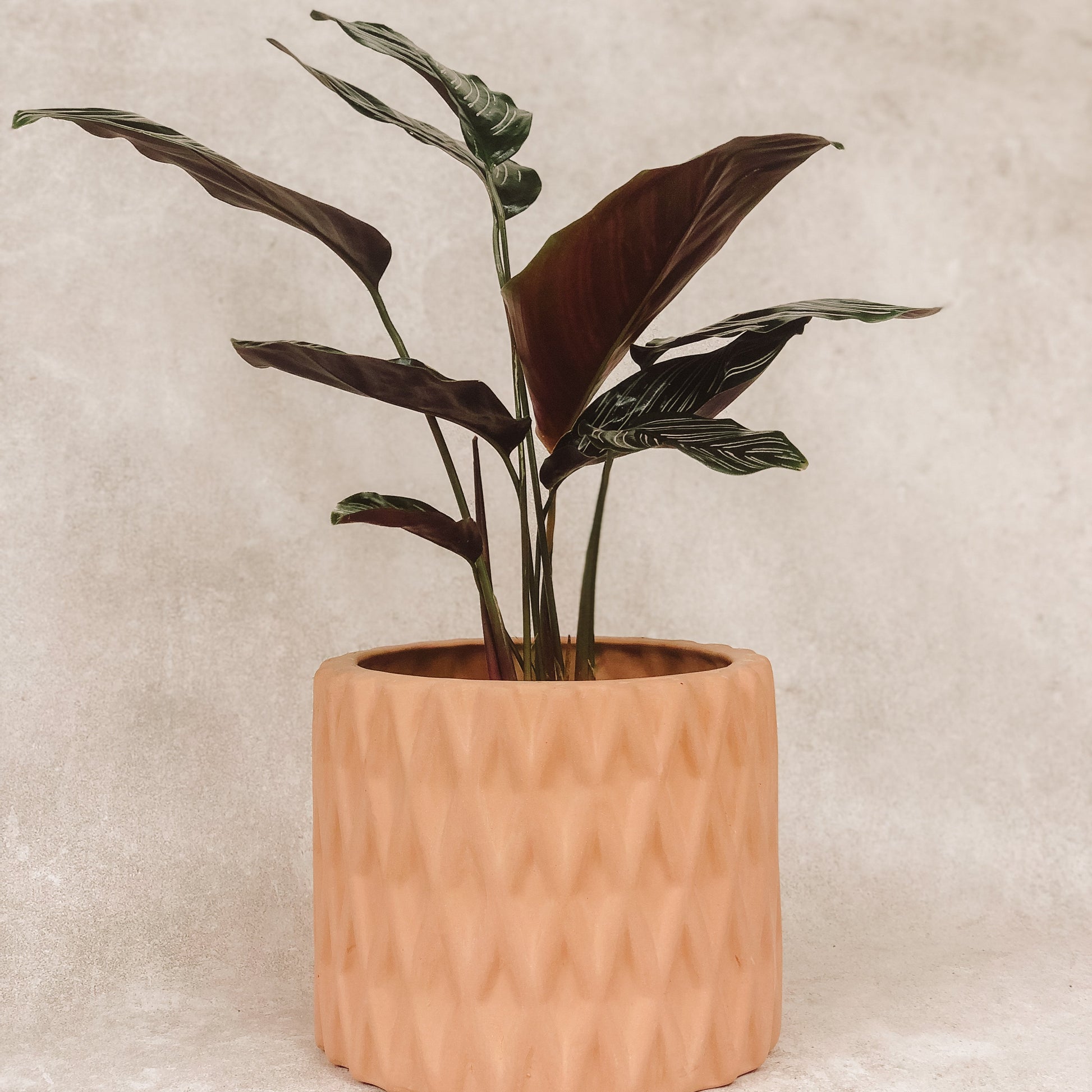 planta Calathea Raya de Lápiz