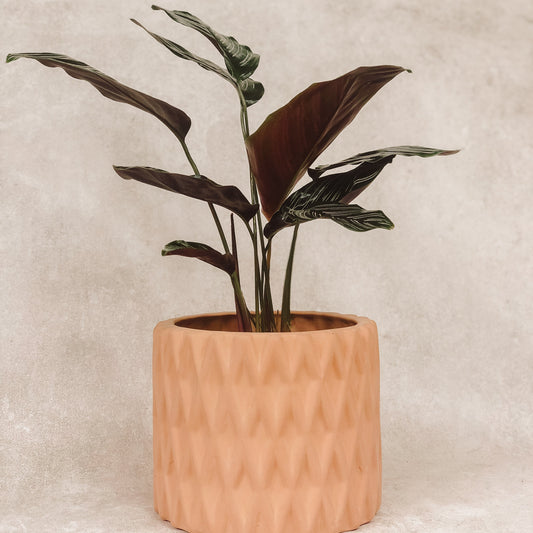 planta Calathea Raya de Lápiz