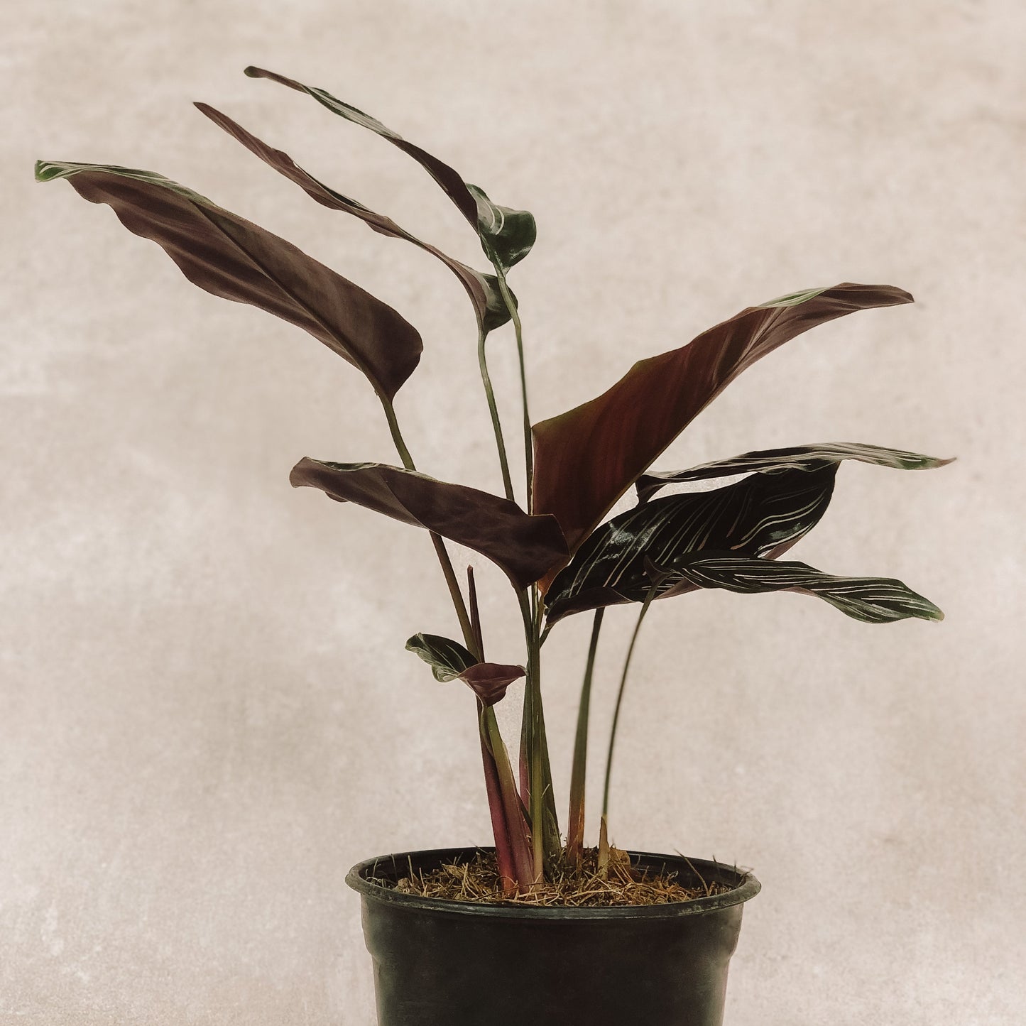 planta Calathea Raya de Lápiz