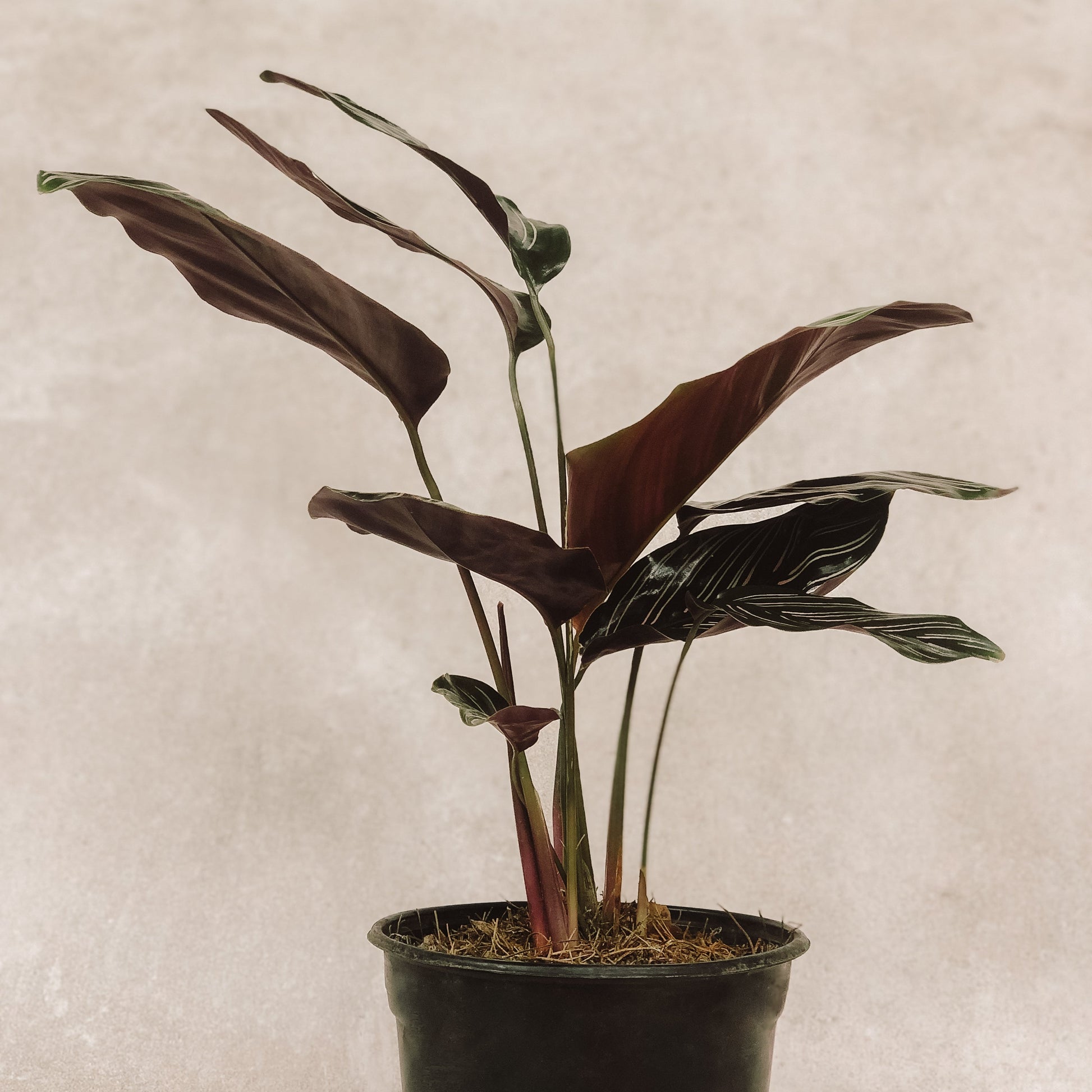 planta Calathea Raya de Lápiz
