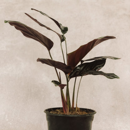 planta Calathea Raya de Lápiz