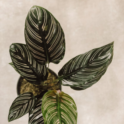 planta Calathea Raya de Lápiz