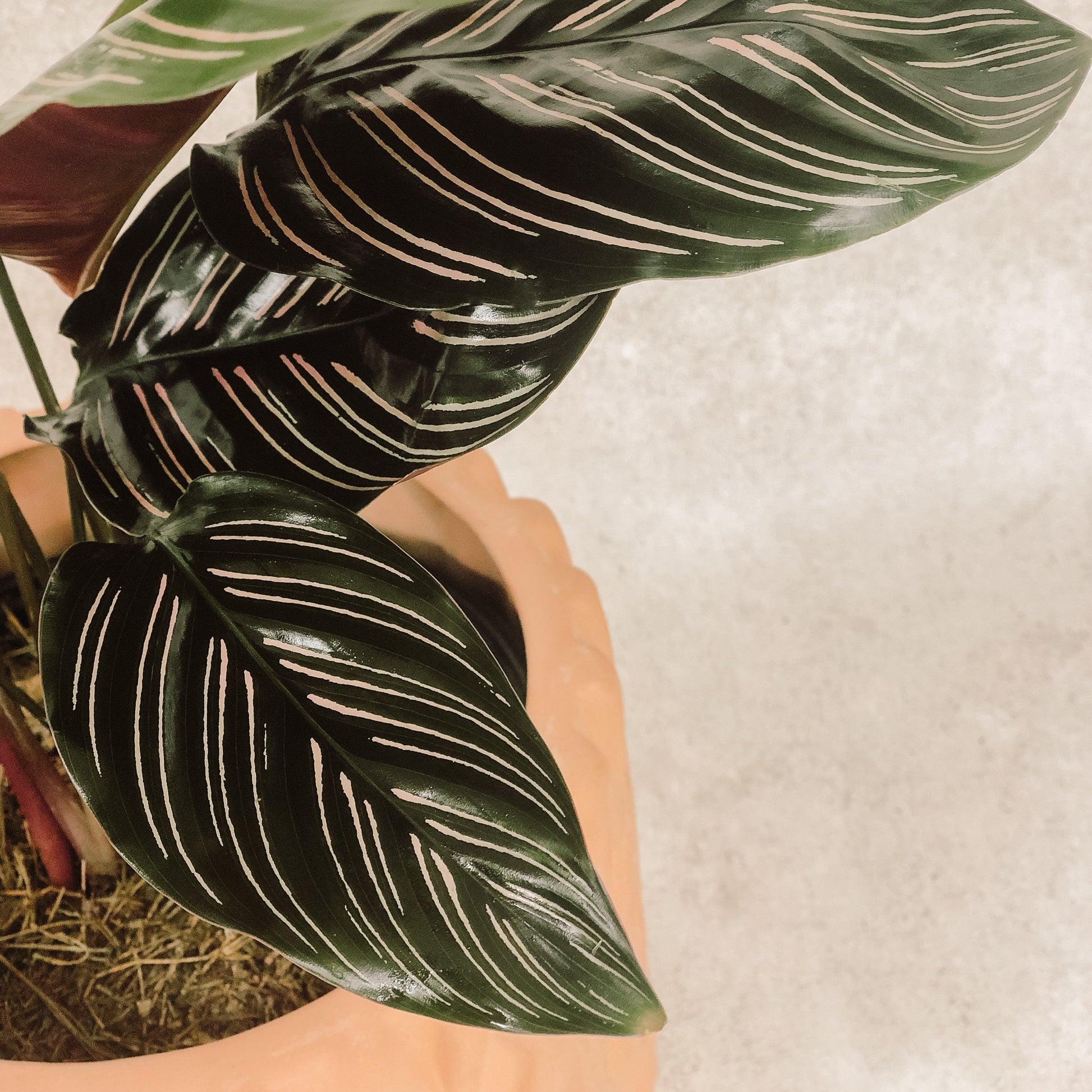 planta Calathea Raya de Lápiz