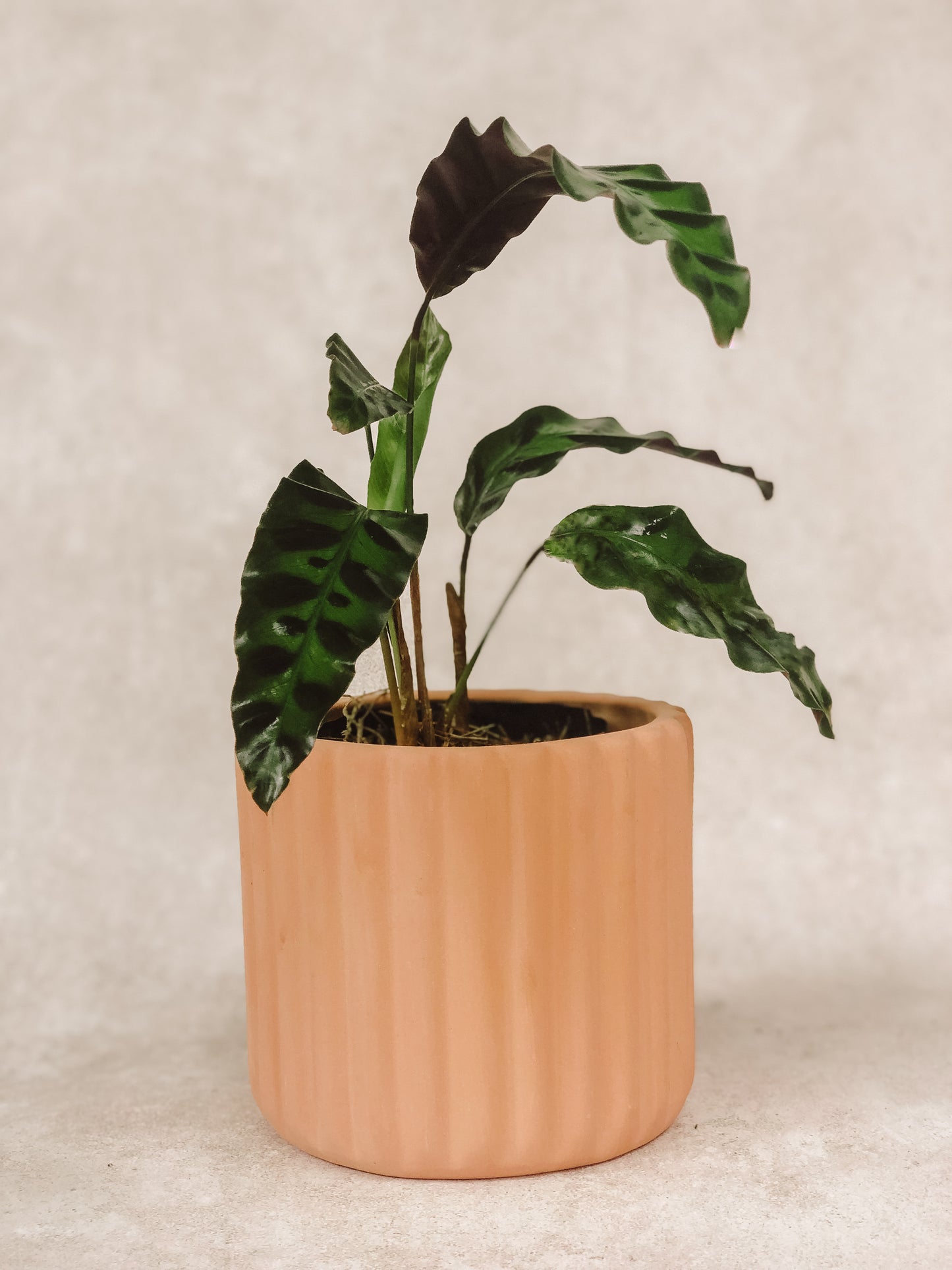 planta Calathea lancifolia 