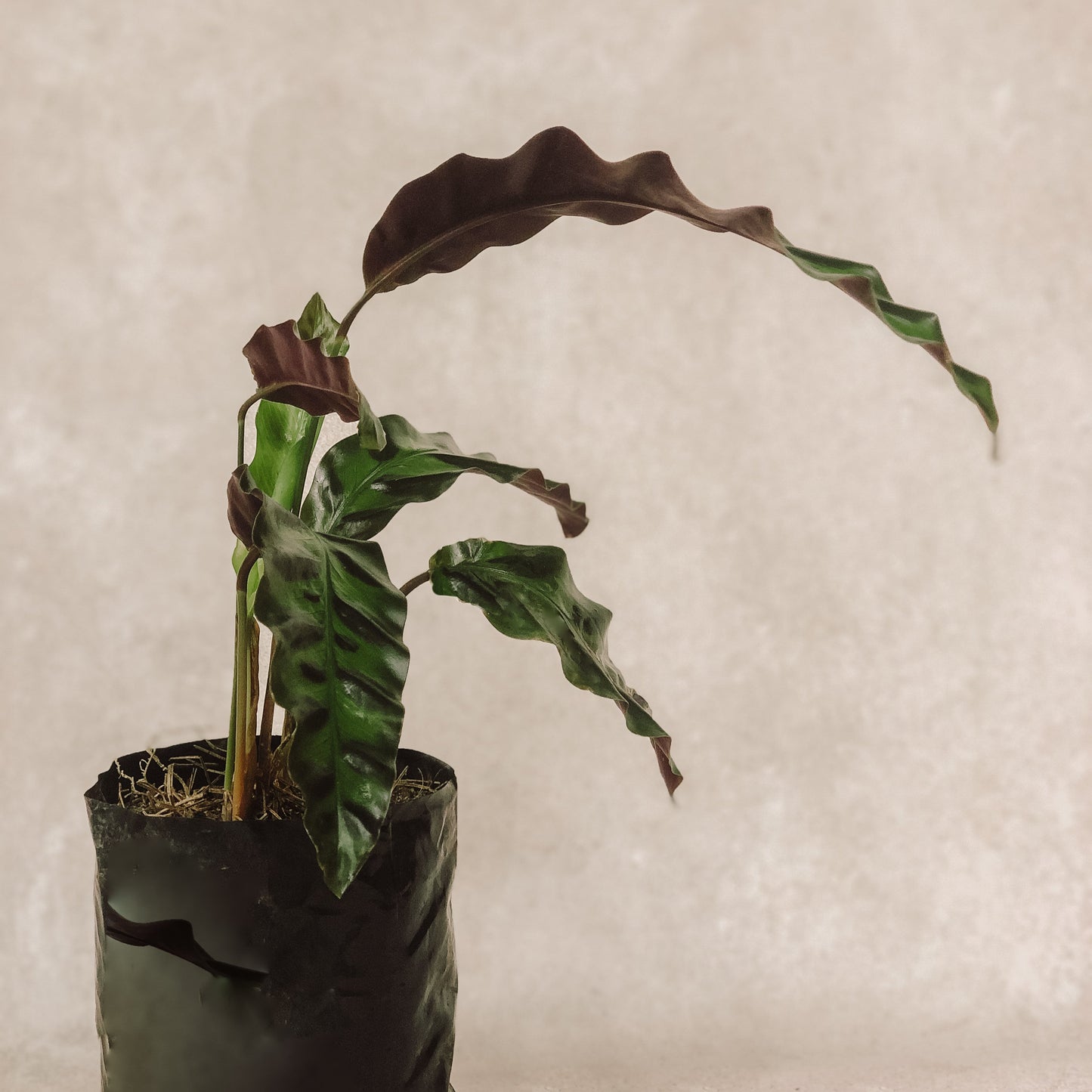 planta Calathea lancifolia 