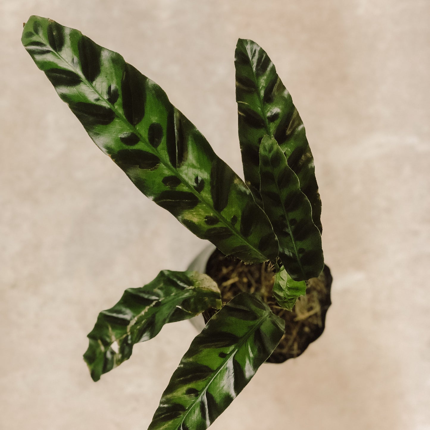 planta calathea lancifolia 