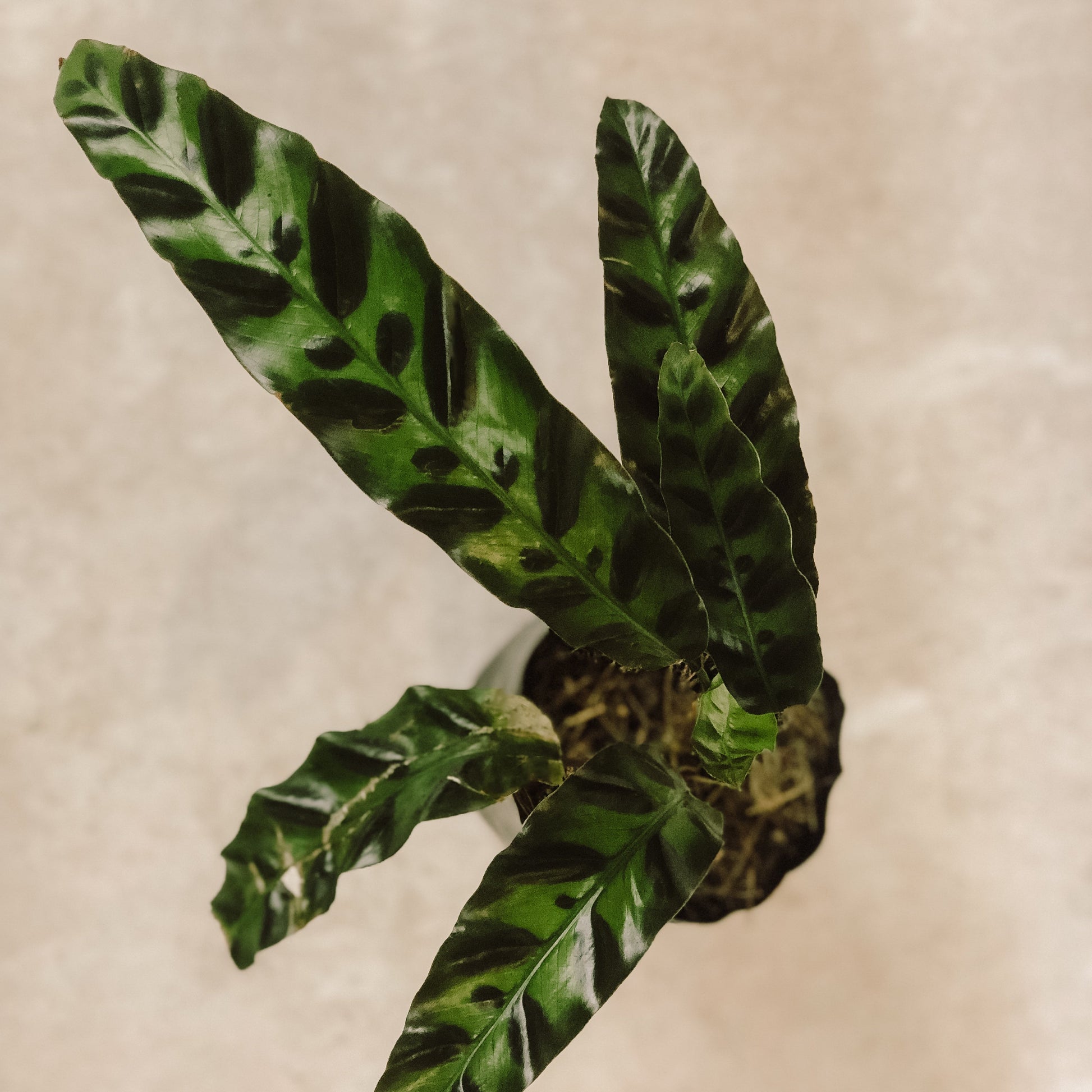planta calathea lancifolia 