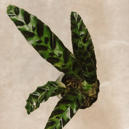 planta calathea lancifolia 