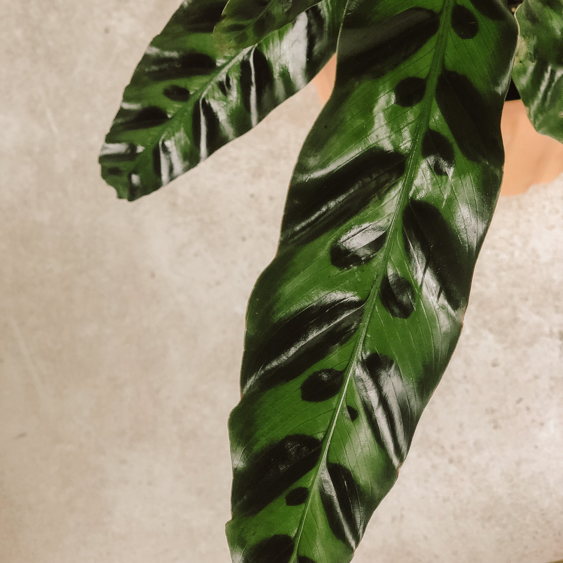 planta Calathea lancifolia 