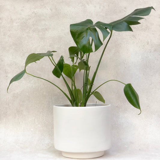planta mostera 