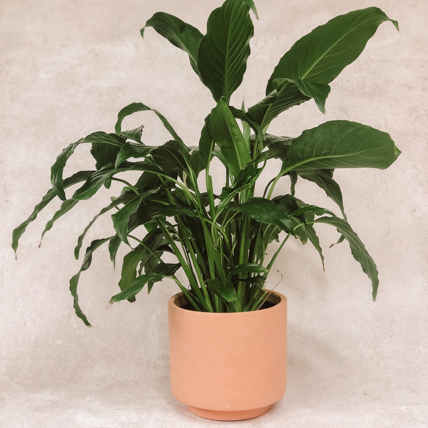planta Cuna de moises 1
