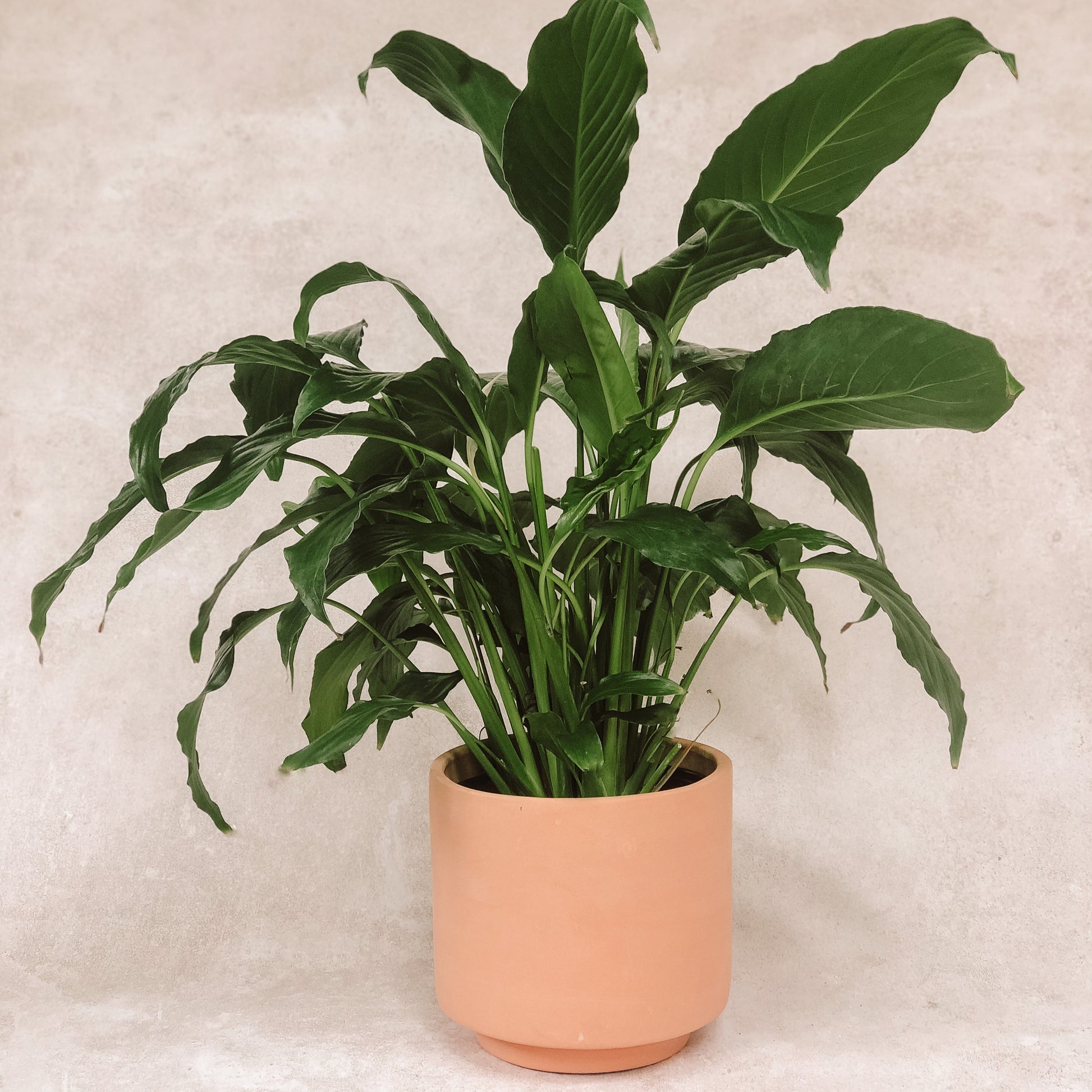 planta Cuna de moises 1