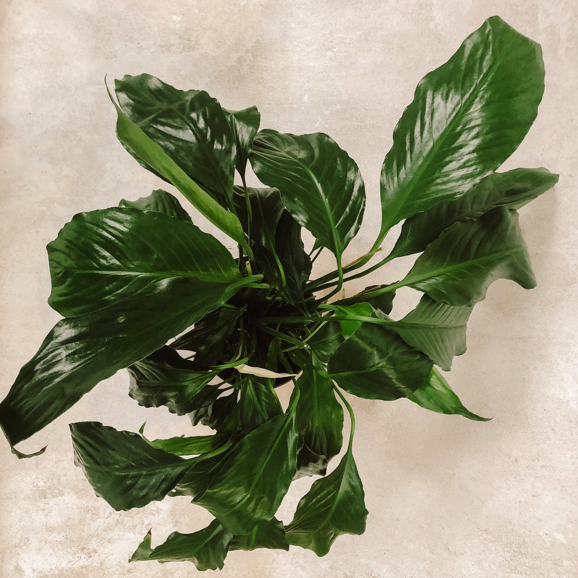 planta Cuna de moises