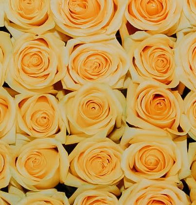 ATADO DE  ROSAS
