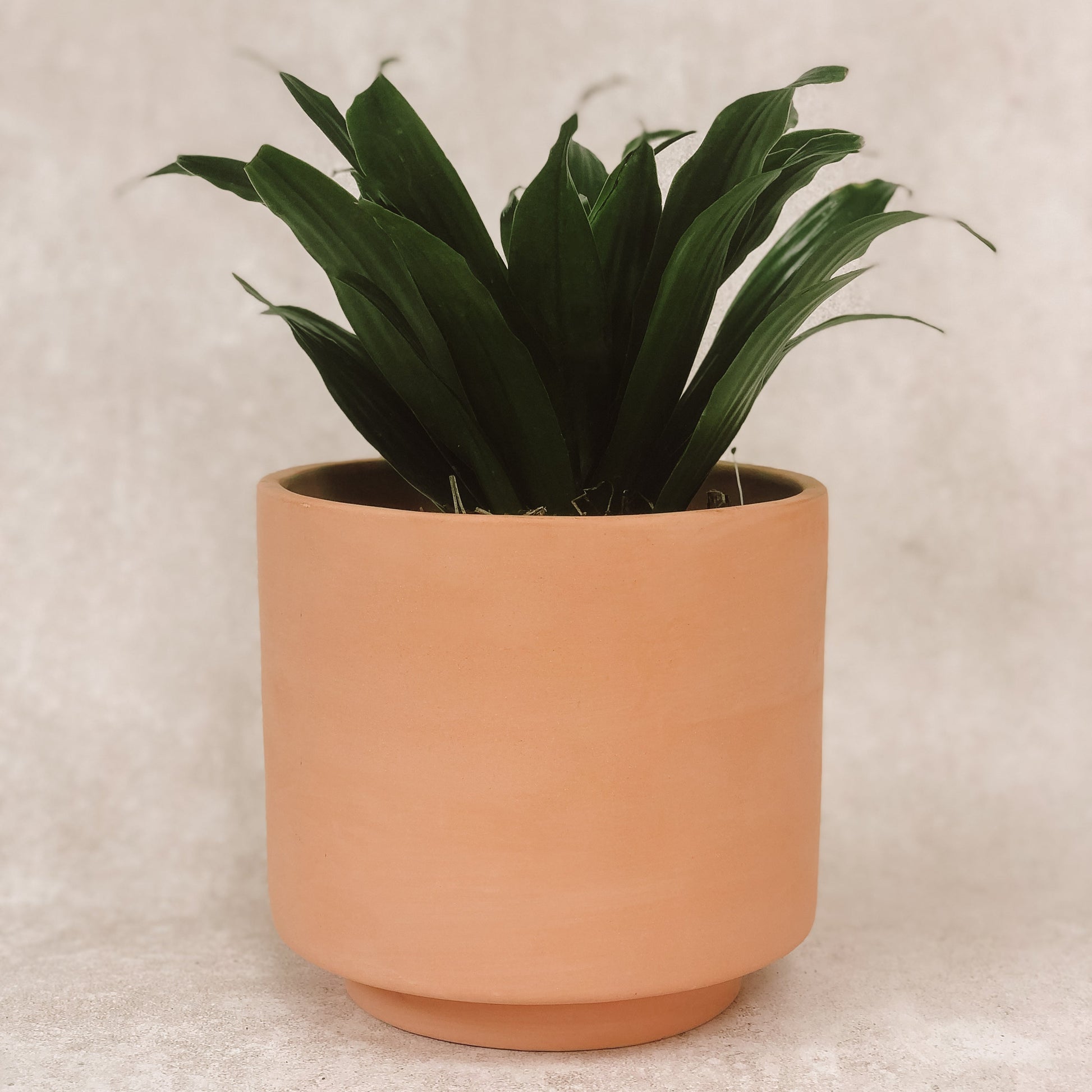 planta dracena 