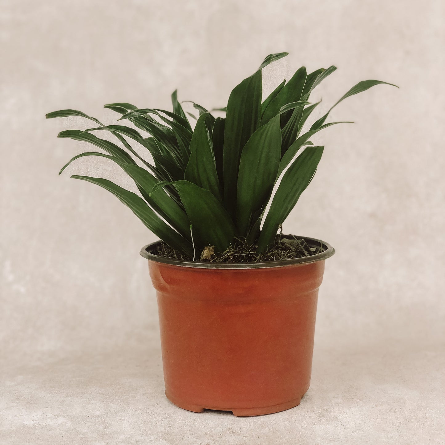 planta de dracena 